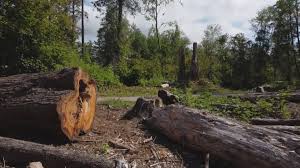 Seasonal Cleanup (Spring/Fall) in Gustine, CA