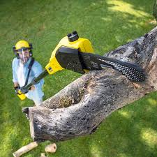 How Our Tree Care Process Works  in  Gustine, CA