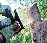 Best Utility Line Clearance  in Gustine, CA