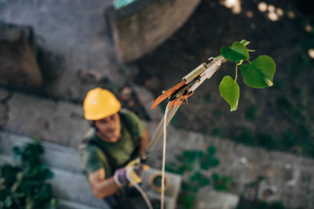 How Our Tree Care Process Works  in  Gustine, CA