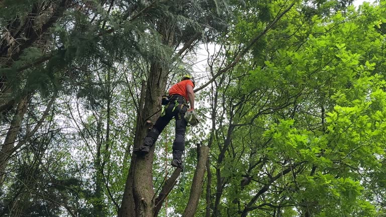 Best Tree Cabling and Bracing  in Gustine, CA
