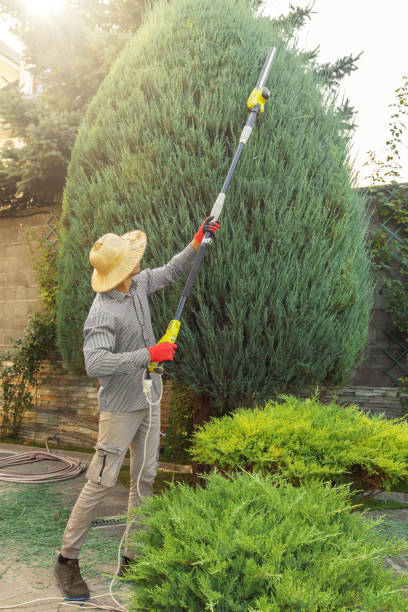 Best Tree Trimming and Pruning  in Gustine, CA