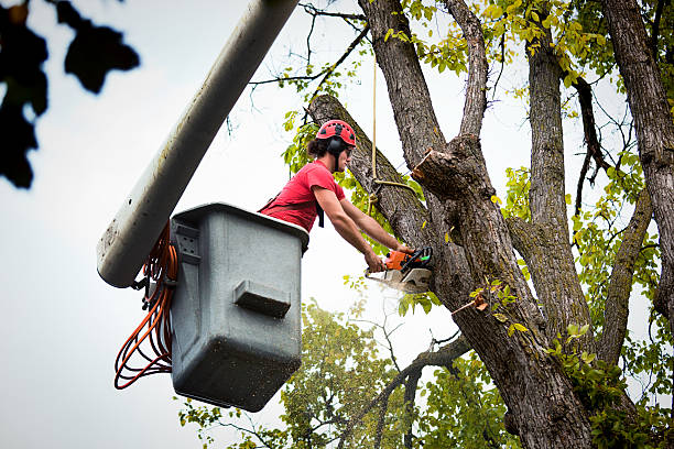 Gustine, CA Tree Services Company