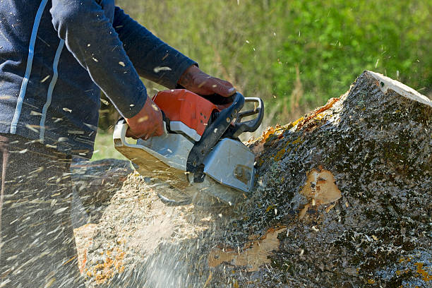 Reliable Gustine, CA Tree Services Solutions
